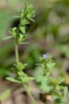 Veronica arvensis L.