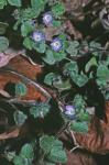Veronica hederifolia L.