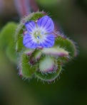 Veronica hederifolia L.