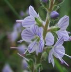Veronica officinalis L.