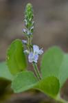 Veronica officinalis L.