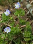 Veronica persica Poiret