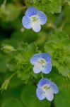 Veronica persica Poiret