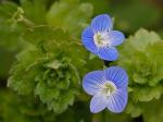 Veronica persica Poiret