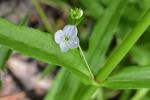 Veronica scutellata L.