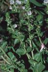 Veronica serpyllifolia L. var. serpyllifolia