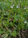 Veronica serpyllifolia L. var. serpyllifolia