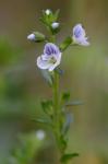 Veronica serpyllifolia L. var. serpyllifolia