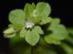 Veronica sublobata M.A. Fischer