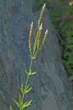 Veronicastrum virginicum (L.) Farwell