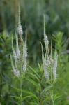 Veronicastrum virginicum (L.) Farwell