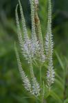 Veronicastrum virginicum (L.) Farwell