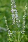 Veronicastrum virginicum (L.) Farwell