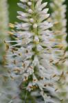 Veronicastrum virginicum (L.) Farwell