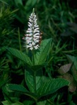 Veronicastrum virginicum (L.) Farwell