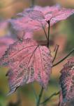 Viburnum acerifolium L.