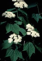 Viburnum acerifolium L.