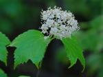 Viburnum acerifolium L.