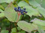 Viburnum acerifolium L.