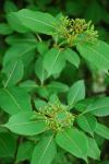 Viburnum cassinoides L.