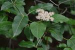 Viburnum cassinoides L.