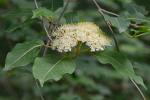 Viburnum cassinoides L.