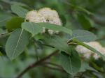 Viburnum cassinoides L.
