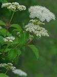 Viburnum recognitum Fernald