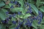 Viburnum recognitum Fernald