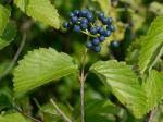 Viburnum recognitum Fernald