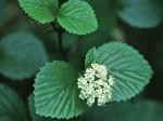 Viburnum dentatum L.
