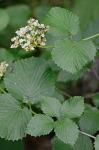Viburnum dentatum L.