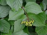 Viburnum dentatum L.