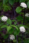 Viburnum recognitum Fernald