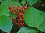 Viburnum dilatatum Thunberg