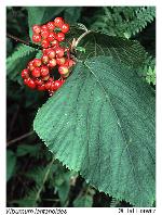 Viburnum lantanoides Michx.