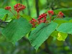 Viburnum lantanoides Michx.