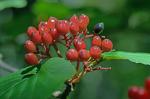 Viburnum lantanoides Michx.