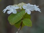 Viburnum lantanoides Michx.