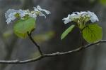Viburnum lantanoides Michx.