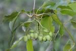 Viburnum lentago L.
