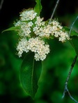 Viburnum lentago L.
