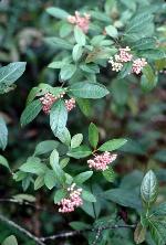 Viburnum nudum L.