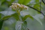 Viburnum nudum L.