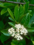 Viburnum nudum L.