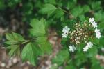Viburnum opulus L. var. opulus