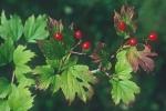 Viburnum opulus L. var. opulus