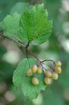 Viburnum opulus L. var. opulus