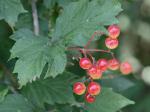 Viburnum opulus L. var. opulus
