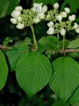 Viburnum plicatum Thunb.
